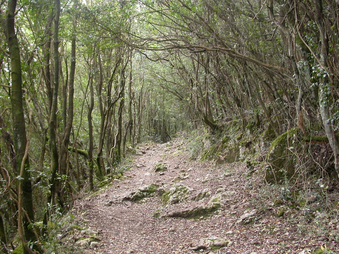 Cartel de Ruta guiada a pie por el Monte Buciero.