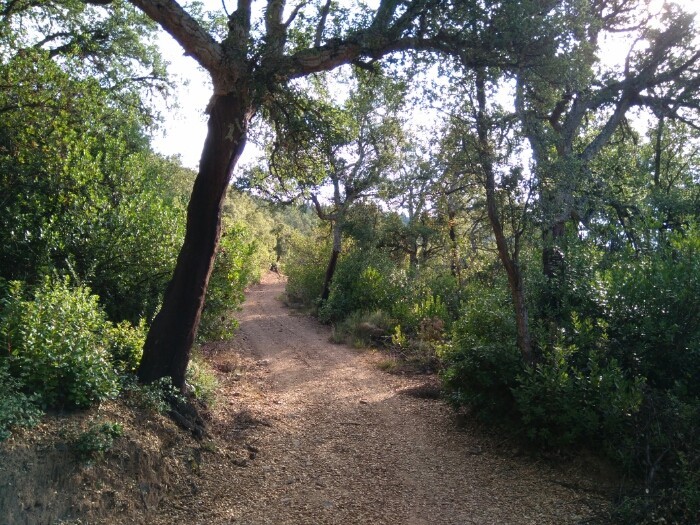 Cartel de Ruta guiada a pie por los bosques de Cabezón de Liébana.