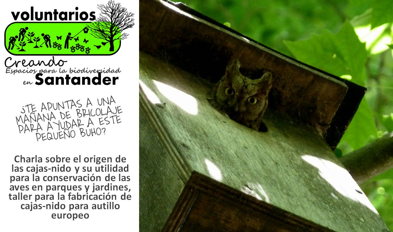 Cartel de Taller de cajas-nido para autillo europeo en Santander