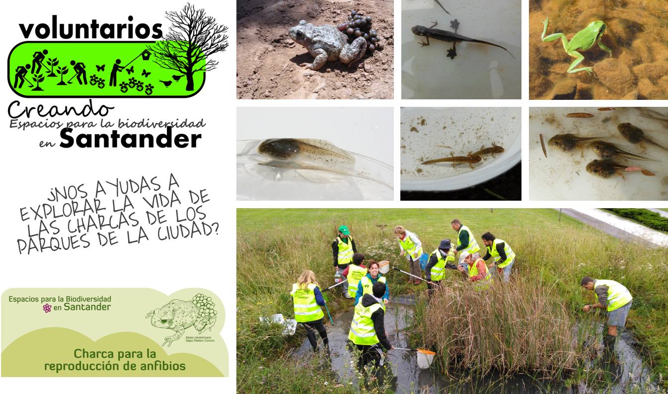 Cartel de Anfibios de Santander, medidas para su estudio y conservación