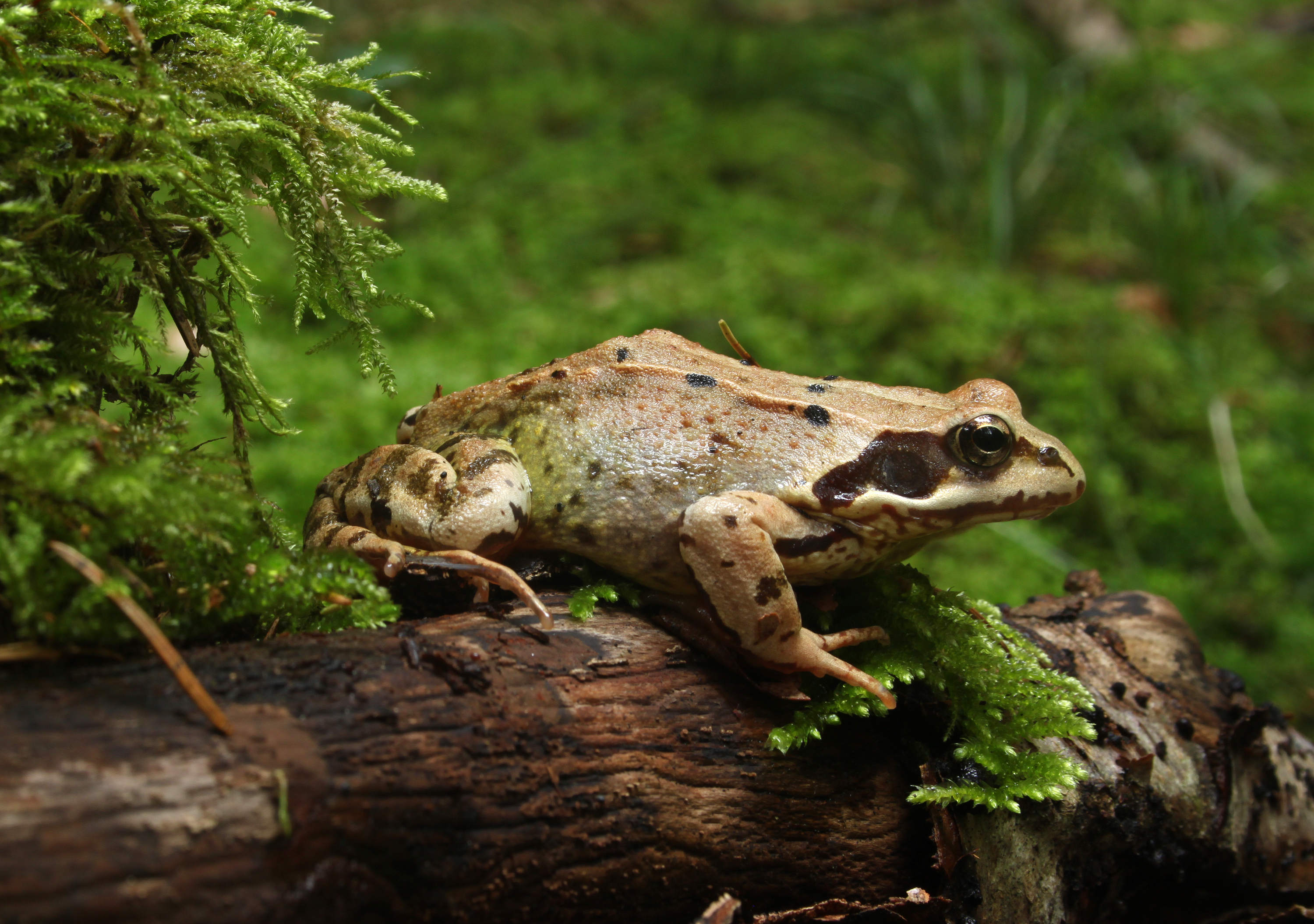 Cartel de Conoce los anfibios del Parque natural Saja-Besaya