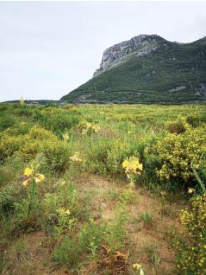 Cartel de ELIMINACIÓN DE PLANTAS INVASORAS: ONAGRA (Oenothera glazioviana Micheli) EN LOREDO