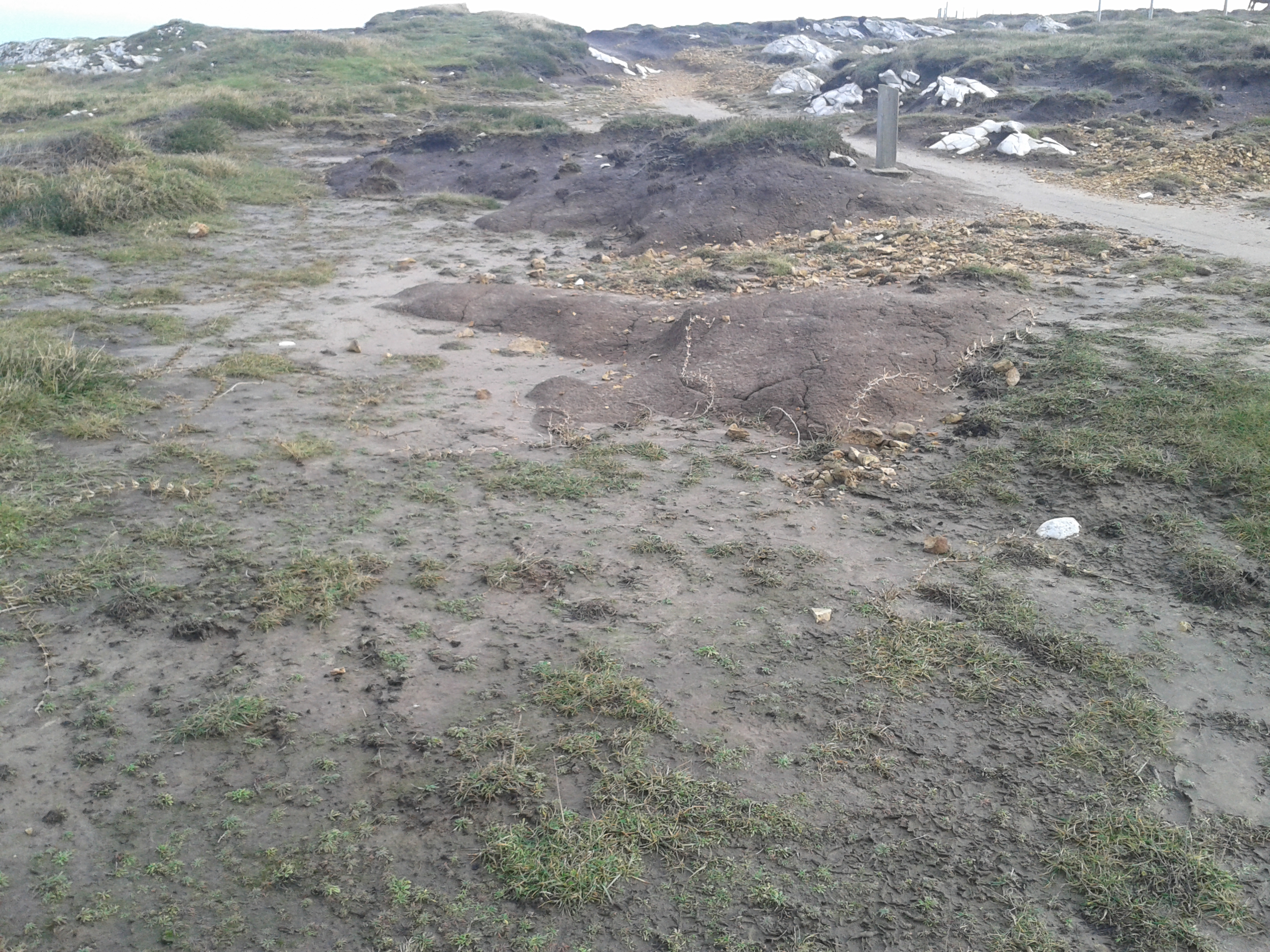 Cartel de Restauración de vegetación contra la erosión y pérdida de suelo en el litoral (I)