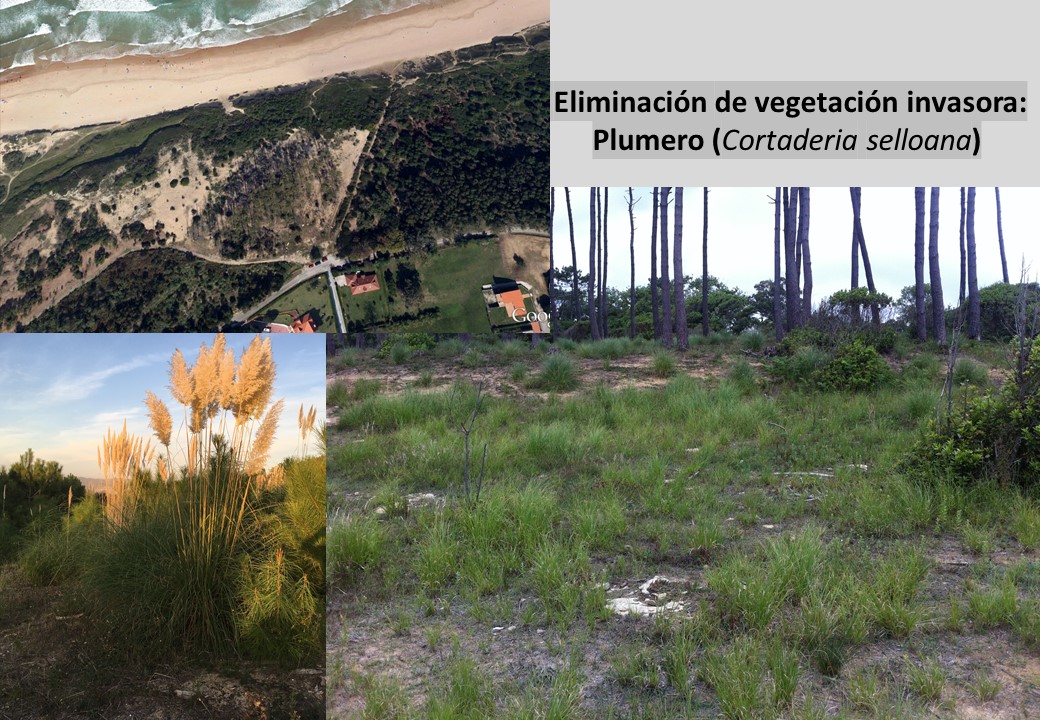 Cartel de Eliminación de vegetación invasora: Plumero (Cortaderia selloana)